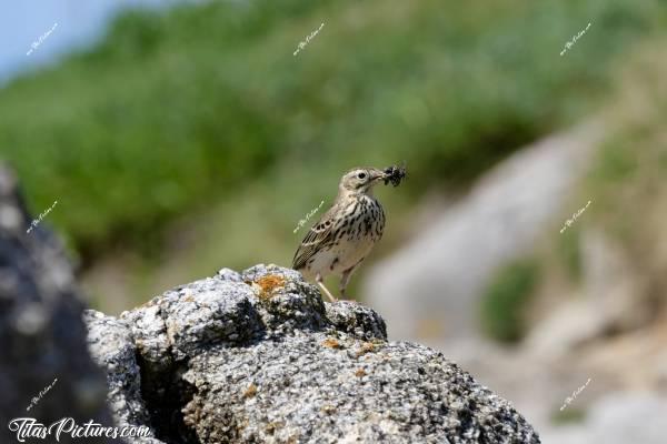 Photo Pipit des arbres  : Voici un Pipit des arbres qui a pris la pose pour moi tout un moment, alors qu’il avait le bec plein d’insectes. Je pense que son nid était tout proche et qu’il attendait que je m’éloigne pour s’y rendre..
Trop bizarre le nom de cet oiseau 🤭😄 Surtout que j’en observe toujours en bord de mer, sur des rochers et loin des arbres 🤣c, Tita’s Pictures, Pipit des arbres, oiseau