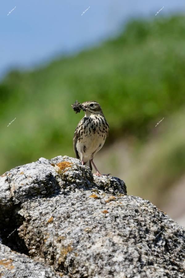 Photo Pipit des arbres  : Une petite dernière de ce Pipit des arbres qui a pris la pose pour moi tout un moment, avec son bec plein d’insectes. Je pense que son nid était tout proche et qu’il attendait que je m’éloigne pour s’y rendre..🤭😅
On dirait qu’il a comme un insecte colé sur son poitrail 🤔c, Tita’s Pictures, Pipit des arbres, oiseau
