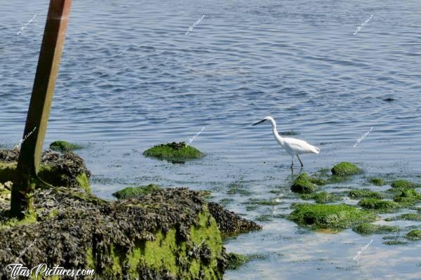Photo Aigrette blanche  : Qu’est-ce que j’adore observer les aigrettes blanches 😍🥰 Je les trouve très belles et très gracieuses, surtout  quand elles sont en chasse. c, Tita’s Pictures, Aigrette blanche, oiseau