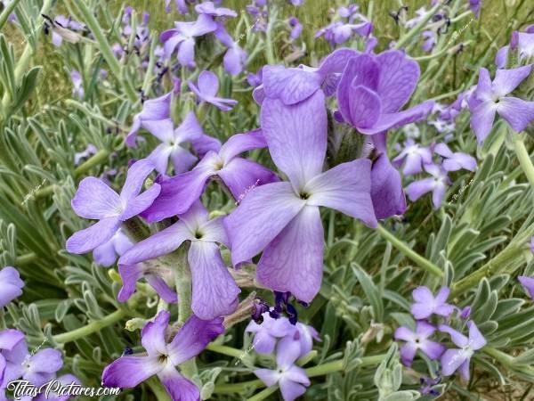Photo Giroflée des Dunes : Découverte d’une nouvelle fleur très jolie, la Giroflée des Dunes. Elle porte bien son nom, car il y en avait plein aux pieds des Dunes de Talmont-Saint-Hilaire. C’est la première fois que j’en voyais. c, Tita’s Pictures, Giroflée des Dunes, fleurs sauvages