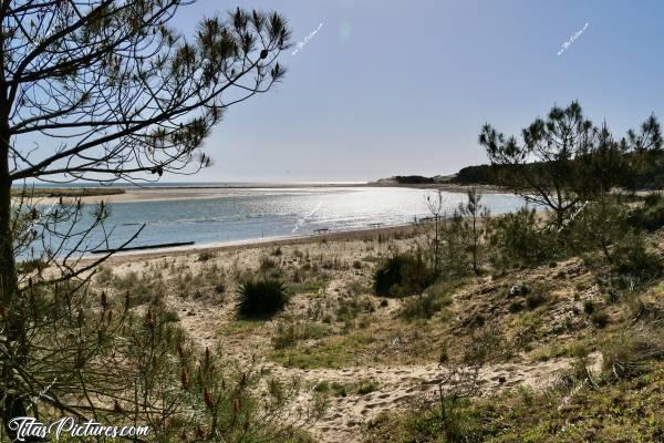 Photo Le Veillon : Belle petite balade dans les bois de la plage du Veillon, à Talmont-Saint-Hilaire. De ce point de vue, on voit bien la séparation entre la rivière et la mer au fond. c, Tita’s Pictures, Le Veillon, Plage, Talmont-Saint-Hilaire