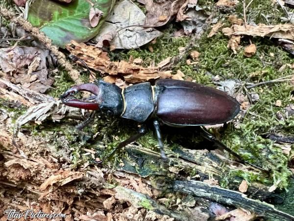 Photo Lucanus Cervus : Et voici un autre point de vue sur ce Lucanus Cervus, aussi appelé Lucane Cerf-volant 🤭😅😍c, Tita’s Pictures, Lucanus Cervus, Lucane Cerf-volant, Insecte
