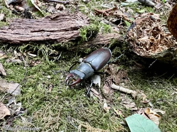 Photo Lucanus Cervus : Voici un gros insecte sur lequel j’ai failli marcher 🤭😅 Un Lucane Cerf-Volant, ou aussi appelé Lucanus Cervus. Malheureusement, je n’avais que mon téléphone pour le prendre en photo et il faisait assez sombre dans ce sous-bois. La résolution de la photo n’est donc pas top 😢c, Tita’s Pictures, Lucanus Cervus, Lucane Cerf-volant, Insecte