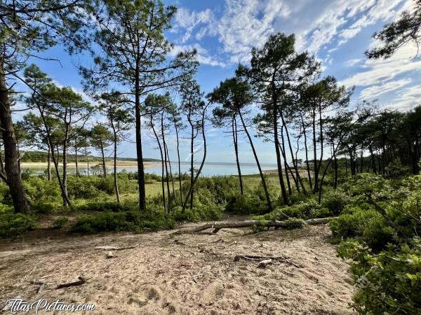 Photo Le Veillon : Il faisait tellement chaud ce jour-là à la mer, que c’était vraiment agréable de trouver un peu d’ombre sous les arbres 🤭🥵 En plus, elle était sympa la vue je trouve 😍🥰c, Tita’s Pictures, Le Veillon, Plage, Talmont-Saint-Hilaire