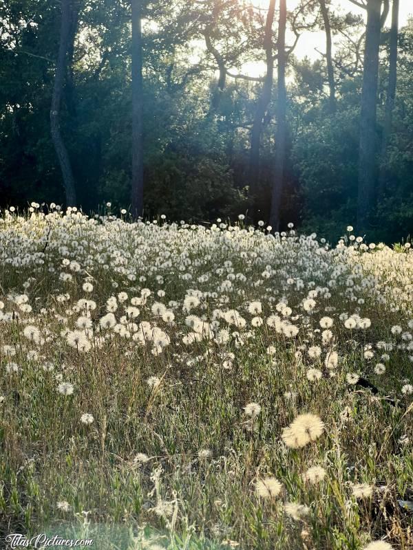 Photo Pissenlits  : Champ de pissenlits à maturité, prêts à lâcher leurs graines. J’aurais bien aimé qu’il y ait un gros coup de vent pour tous les faire s’envoler en même temps 🤭😅😍c, Tita’s Pictures, Pissenlits