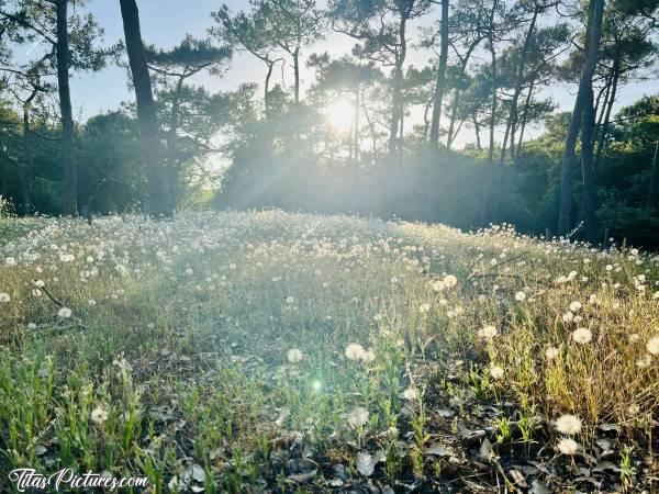 Photo Pissenlits  : Je rentrais d’une balade en bord de mer, quand je suis tombée sur cette belle ambiance 😍🥰 Les beaux rayons du soleil au travers des pins, éclairent ce petit champ rempli de pissenlits en pompons. Ambiance magique je trouve 😍🥰c, Tita’s Pictures, Pissenlits 