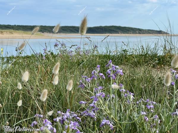 Photo Pompons et Giroflée des Dunes : Joli mélange de Pompons et de Giroflée des Dunes, à la plage du Veillon 😍🥰
Ces fameux pompons, seraient en fait du Lagure ovale, appelé aussi Gros-minet ou Chaton ou Queue-de-lièvre ou Queue-de-lapin ou Doudou, ou Toudoux, ou Moumoute ou Mounou ou Pinpin ou Mimi. Mais moi je préfère Pompons 🤭🥰c, Tita’s Pictures, fleurs sauvages, pompons, Giroflée des Dunes