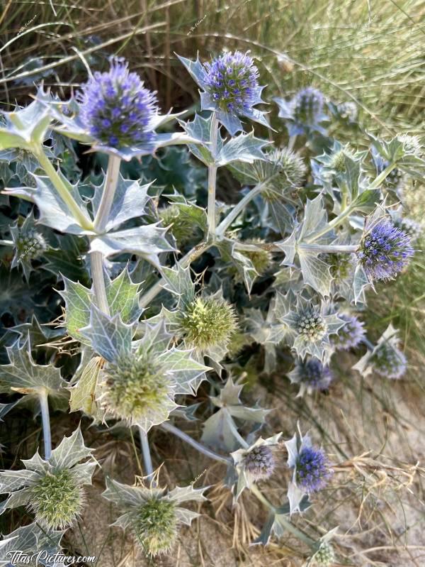 Photo Panicauts : Les panicauts ou panicaults sont des plantes herbacées bisannuelles, vivaces ou annuelles du genre Eryngium appartenant à la famille des Apiacées et à la sous-famille des
Saniculoïdées.c, Tita’s Pictures, plante maritime, Panicauts, Eryngium, Chardon