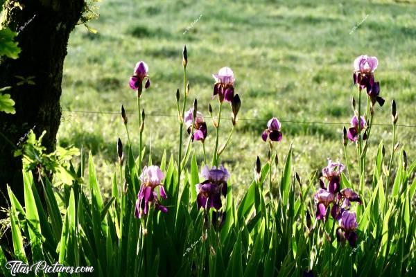 Photo Iris : Mes beaux Iris, mis en valeur par les premiers rayons du soleil 😍🥰c, Tita’s Pictures, Iris, fleurs