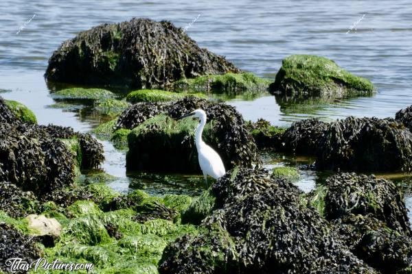 Photo Aigrette : Une grande aigrette en train de chasser au milieu des rochers, couverts d’algues et de goëmon. J’adore les observer 😍🥰c, Tita’s Pictures, Aigrette, oiseau blanc, mer