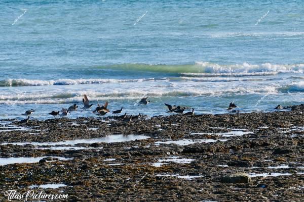 Photo Ibis : Quelle surprise de pouvoir voir ce banc d’oiseaux atterrir devant moi, à la plage du Veillon 🤭😍 Je dirais qu’il s’agit d’Ibis, d’après leur bec courbé et leur taille.. Mais je ne sais pas de quel genre d’Ibis il s’agit 🤔🤭😅c, Tita’s Pictures, Ibis, Oiseau, Mer