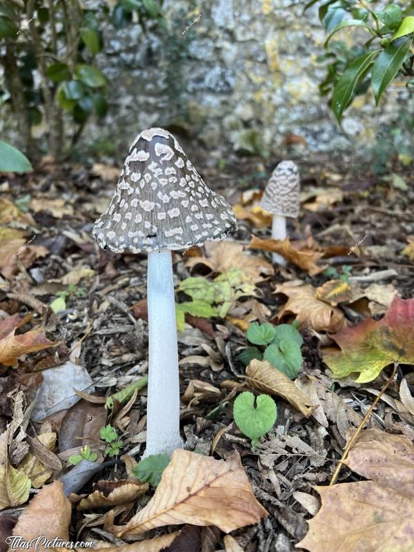 Photo Coprin Pie : Découverte d’un joli champignon en me rendant à la mairie, le Coprin Pie. C’est un champignon assez grand je dirais. Je n’en avais jamais vu 🤭😍c, Tita’s Pictures, Coprin Pie, Champignon 