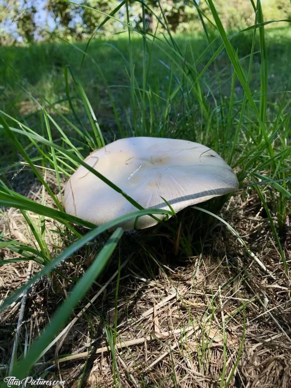 Photo Agaric : Découverte d’un nouveau joli champignon. D’après mon téléphone, il s’agit d’un Agaric. c, Tita’s Pictures, Champignon, Agaric 