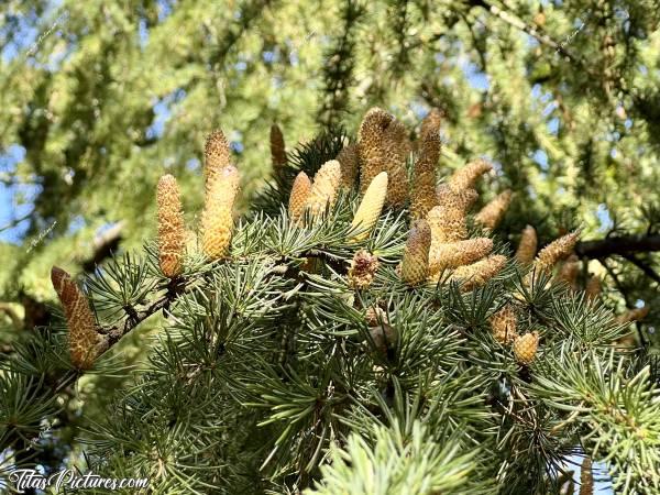 Photo Cônes de Cèdre : Gros plan sur ces magnifiques cônes de Cèdre déodar, aussi appelé Cèdre sacré ou Cèdre de l’Himalaya. Quel prise de vue préfèrez-vous ? 🤔c, Tita’s Pictures, Cèdre, cônes 