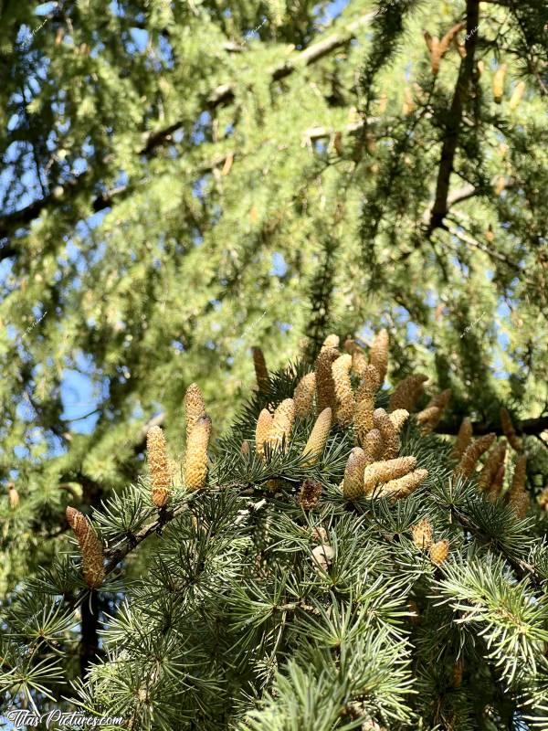 Photo Cônes de Cèdre : Magnifiques cônes de Cèdre déodar, aussi appelé Cèdre sacré ou Cèdre de l’Himalaya. J’adore ces splendides grands arbres 😍🥰c, Tita’s Pictures, Cèdre, cônes 