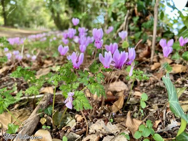 Photo Cyclamens sauvages  : Plan rapproché sur ces Cyclamens sauvages, découvertes le long d’un chemin de randonnée boisé 👍🏻😍🥰c, Tita’s Pictures, Cyclamens sauvages, fleurs sauvages 