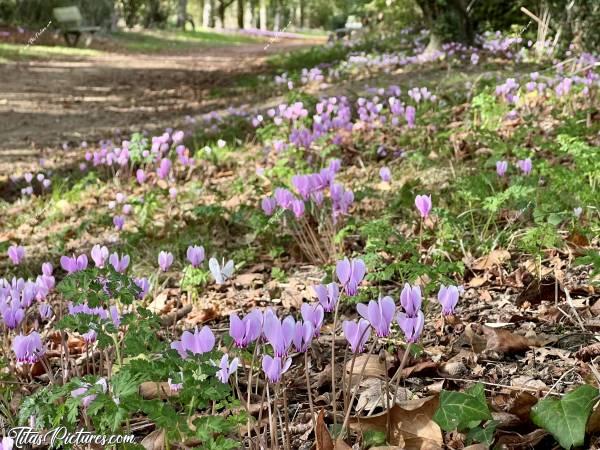 Photo Cyclamens sauvages  : Quel joli tapis de Cyclamens sauvages, le long d’un chemin de randonnée boisé 😧 J’aime beaucoup 😍🥰c, Tita’s Pictures, Cyclamens sauvages, fleurs sauvages 