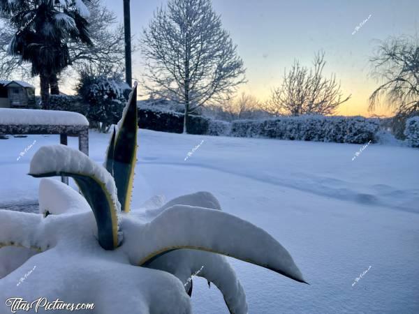 Photo La Vendée sous la neige  : Beau Lever du Soleil sur un aloé bien enneigé 🤭😅😍 C’était incroyable de voir toute cette neige au lever du soleil c, Tita’s Pictures, la Vendée, Neige 