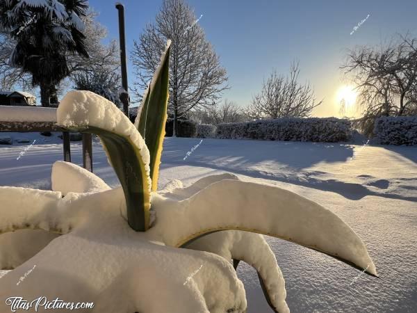 Photo Réveil enneigé : Quel belle surprise ce matin là, de se réveiller avec autant de neige en Vendée 🤭😅😍
D’après les anciens, ils n’ont pas vu ça depuis 1982/1985 😧c, Tita’s Pictures, Neige, Vendée 
