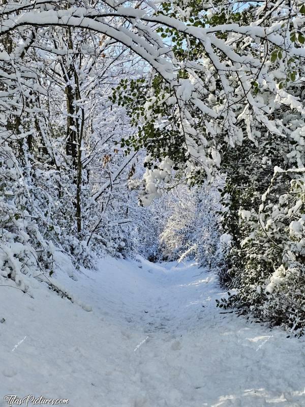 Photo La Vendée sous la neige  : Belle randonnée enneigée, dans la campagne de St Michel Mont Mercure. C’était vraiment magique de passer sous ces arches enneigées, formées par les branches d’arbres 😍🥰c, Tita’s Pictures, la Vendée, la Campagne, la Neige 
