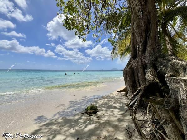 Photo Plage Anse Figuier : Découverte de la plage Anse Figuier près de Sainte Luce. C’est une belle plage de sable blanc avec de beaux arbres aux racines impressionnantes qu’on appelle Figuiers. c, Tita’s Pictures, la Martinique, Plage Anse Figuier