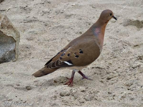 Photo Tourterelle  : Et voici une belle Tourterelle à queue carrée. Et oui, c’est vraiment le nom qu’elle porte en Martinique 🤭😅c, Tita’s Pictures, Tourterelle, Oiseau 