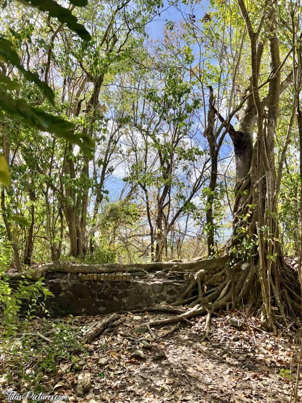 Photo Fort de la Pointe du Bout  : Au Fort de la Pointe du Bout des Trois-Îlets, on peut voir de magnifiques arbres prendre possession des ruines. Celui-ci est un bon exemple, avec ses racines qui englobe ce vieux mur de pierre 🤭😍 Quelqu’un connaît le nom de cet arbre ? 🤔c, Tita’s Pictures, Martinique, Fort de la Pointe du Bout 