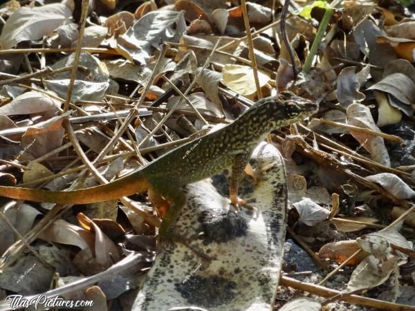 Photo Petit Lézard 🦎  : Voici un beau petit Lézard rencontré en Martinique. Il s’agit d’un Anolis extremus. Il peut légèrement changer de couleur suivant la végétation sur laquelle il se trouve, en passant de teintes vertes à marron clair. Trop mignon 😍🥰c, Tita’s Pictures, Martinique, Lézard, Anolis extremus