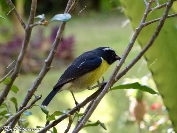 Photo Sucrier : Voici un beau petit sucrier que l’on pouvait observer tous les matins au petit déjeuner, dans le parc de l’hôtel. Quand on m’a dit le nom de cet oiseau, j’ai cru que c’était une blague 😅 Pourquoi ? Car ce petit oiseau venait voler du sucre en poudre sur les tables du petit déjeuner. Il perçait un trou dans le papier des sachets de sucre, et sirotait ensuite le sucre 🤭😄c, Tita’s Pictures, Martinique, Oiseau, Sucrier