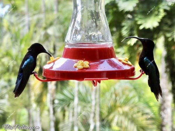 Photo Colibris  : Voici 2 beaux petits colibris, venant boire un nectar sucré à quelques pas de moi. Trop beau à voir en vrai 😍🥰c, Tita’s Pictures, Colibri, Martinique