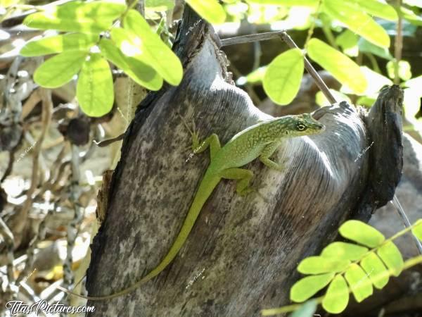 Photo Anolis : Un beau petit lézard martiniquais prenant la pose pour moi 😍🥰 Quelque minutes avant il était marron comme cette feuille séchée et le voici vert maintenant 🤭😍c, Tita’s Pictures, Anolis, Lézard, Martinique 