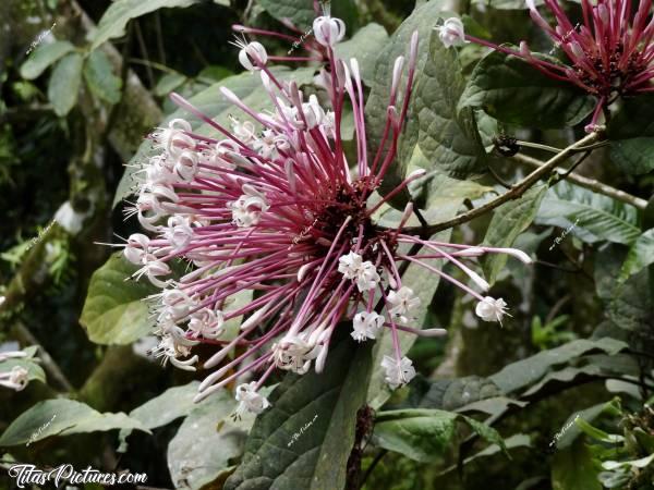 Photo Clerodendrum quadriloculare : Encore une autre plante magnifique, observée dans le parc de Balata en Martinique. Le Clerodendrum quadriloculare est une espèce de plantes à fleurs de la famille des Lamiacées. C'est un arbuste originaire de Nouvelle-Guinée et des Philippines.c, Tita’s Pictures, Clerodendrum quadriloculare, fleur