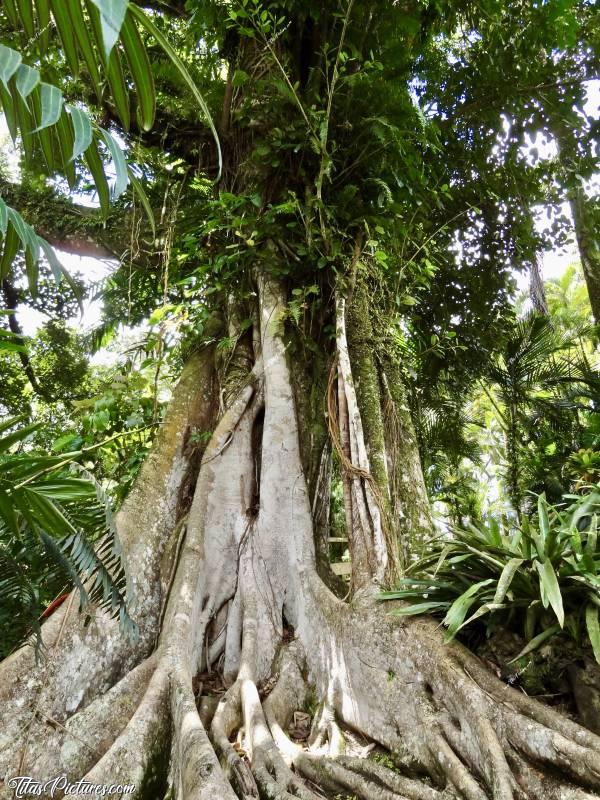 Photo Figuier maudit : Très difficile de trouver le bon cadrage pour faire ressortir la taille immense de ce figuier maudit, aussi appelé figuier étrangleur 🤭😅c, Tita’s Pictures, Figuier, Martinique 