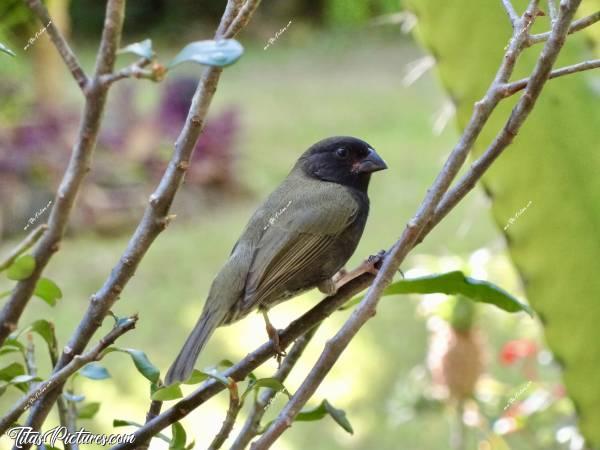 Photo Sporophile Rouge-gorge  : Voici un beau petit oiseau qu’on pouvait observer de très près, tous les petits déjeuners à notre hôtel en Martinique 😍🥰 Il s’agit d’un Sporophile Rouge-gorge. Je n’ai malheureusement pas réussi à le photographier sous le bon angle, avec sa gorge rouge-fuschia 😢c, Tita’s Pictures, Sporophile Rouge-gorge, Oiseau, Martinique 
