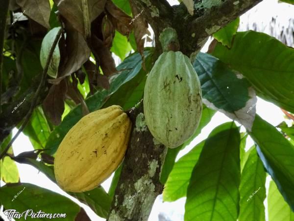 Photo Cabosses de cacao : J’en ai déjà vu plusieurs fois dans des reportages et des documentaires, mais jamais en vrai. Voici un cacaoyer avec 2 belles cabosses de cacao. c, Tita’s Pictures, Cacaoyer, Cabosse, cacao