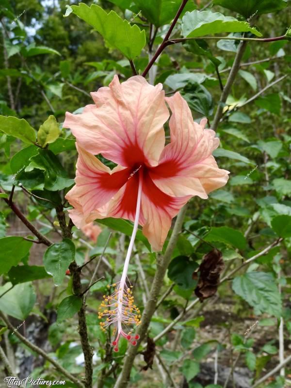 Photo Fleur d’hibiscus  : Voici une magnifique fleur d’hibiscus, découverte dans un jardin botanique en Martinique. Et non, je ne l’ai pas cueillie pour mettre dans mes cheveux 🤭😅c, Tita’s Pictures, Fleur, Hibiscus 