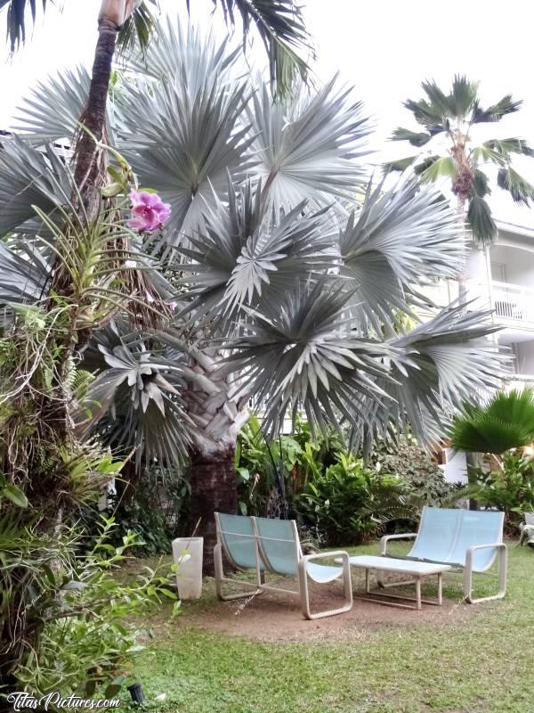 Photo Bismarckia  : J’ai pris cette photo dans le jardin de l’hôtel où je logeais en Martinique. Regardez comme ce palmier gris est magnifique 😍🥰 Il s’agit d’un Bismarckia. J’en avais jamais vu auparavant 🤭c, Tita’s Pictures, Martinique, Hôtel, Bismarckia, Palmier