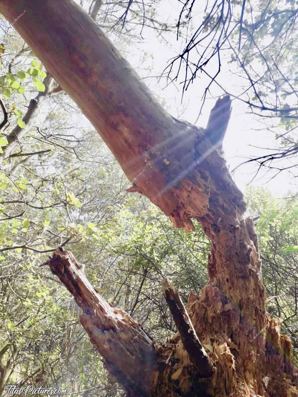 Photo Arbre mort : Quelle drôle de surprise de trouver cet arbre rongé de la sorte 😧 Qu’est-ce qui a bien pu le mettre dans cet état ?!
Il se trouve dans un bois au bord de la mer à St-Gilles-Croix-de-Vie pour info.c, Arbre mort