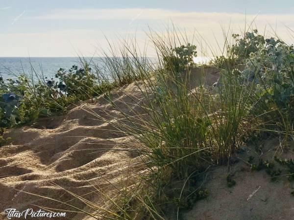 Photo St-Gilles-Croix-de-Vie : Vue sur la végétation des dunes de St-Gilles-Croix-de-Vie…c, Mer, Sable, Dune