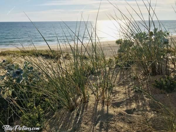 Photo St-Gilles-Croix-de-Vie : Vue sur la mer des dunes de St-Gilles-Croix-de-Vie.c, Mer, Sable, Dune