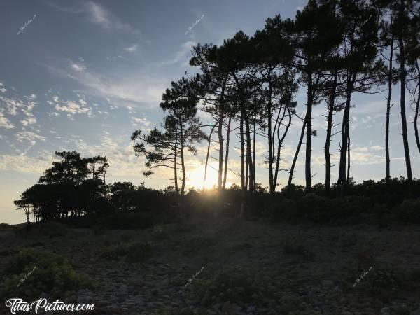 Photo La plage du Veillon : La plage du Veillon à Talmont-Saint-Hilaire. Coucher de soleil sur le bois de pins.c, Talmont-Saint-Hilaire, Le Veillon, Pins