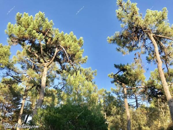 Photo Forêt Domaniale des Pays de Monts : Si vous regardez bien, il y a un être vivant en mouvement.. 
Mais où et qu’est-ce que c’est ? 🤔c, Forêt Domaniale des Pays de Monts, Pins, Forêt