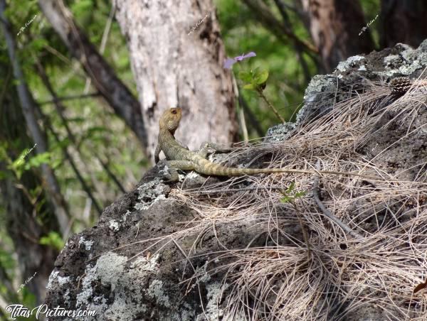 Photo Petit Lézard 🦎 : Joli petit Lézard 🦎  prenant la pose un instant pour moi.. 🤗c, Lézard, La Réunion