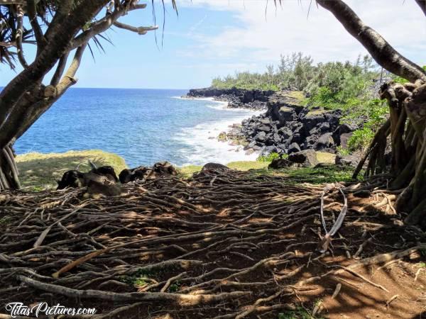 Photo La Réunion : Ce sont les racines des arbres que vous voyez au sol. Très jolie vue pour pique-niquer 😎 
Je m’excuse, mais je ne me rappelle plus le nom de cet endroit 😥  Quelque part dans le Sud de l’Ile je crois.. 🤔😅c, La Réunion, Mer, Rochers de lave