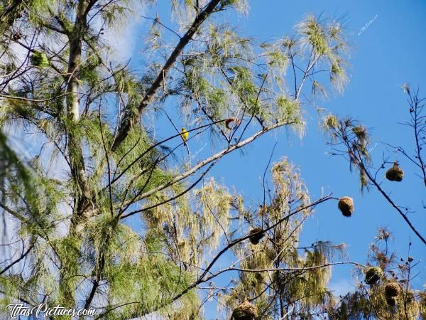 Photo La Réunion : Mais qu’est-ce que c’est que ces drôles de fruits ? Ah non, c’est pas des fruits 😅
Cherchez bien dans les branches.. 😉c, La Réunion, Nids, Belier, Tisserin