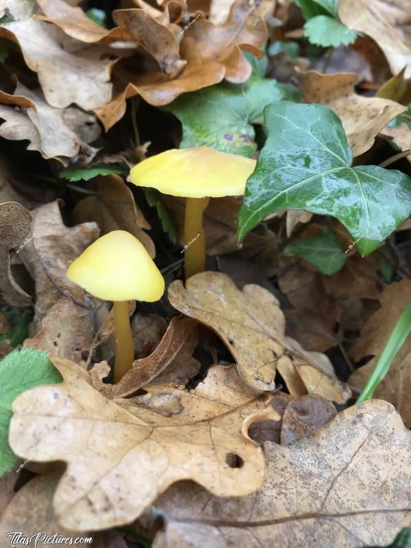 Photo Petits champignons 🍄 : Jolis petits champignons jaunes dans les bois de la Rocheservière.c, Champignons, Automne