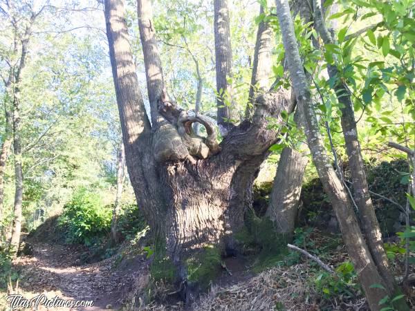 Photo St-Laurent-sur-Sèvre : Vieux Châtaignier au Parc de la Barbinière. On dirait un genre de Troll avec son grand œil et son air méchant 😅c, Arbres, Nature, Chemin de randonnée