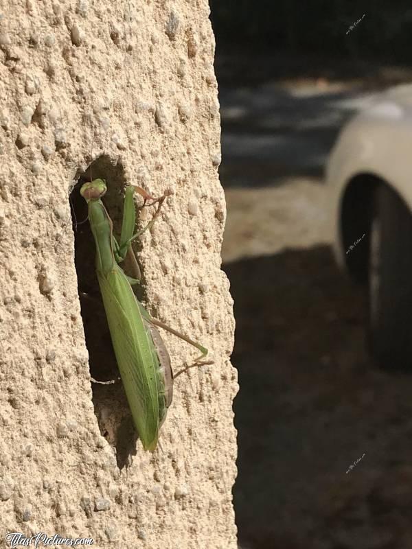 Photo Mante Religieuse : Ma nouvelle copine vient de faire sa fête à l’araignée qui se trouvait dans le trou. Trop bien :)c, Insecte, Mante Religieuse