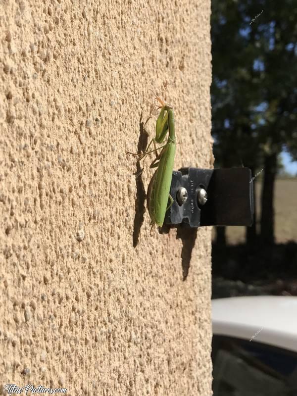 Photo Mante Religieuse : Petite surprise au réveil à ma porte d’entrée..c, Insecte, Mante Religieuse