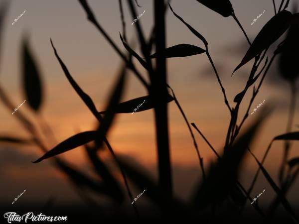 Photo Bambous : Bambous en ombres chinoise sur Coucher de soleil...c, Bambous, coucher de soleil